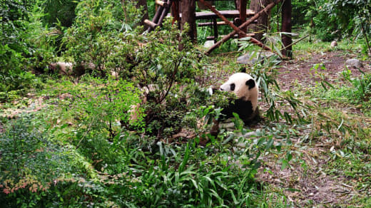 Panda gigante comiendo