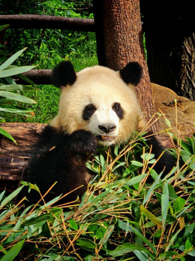 Panda comiendo bambú