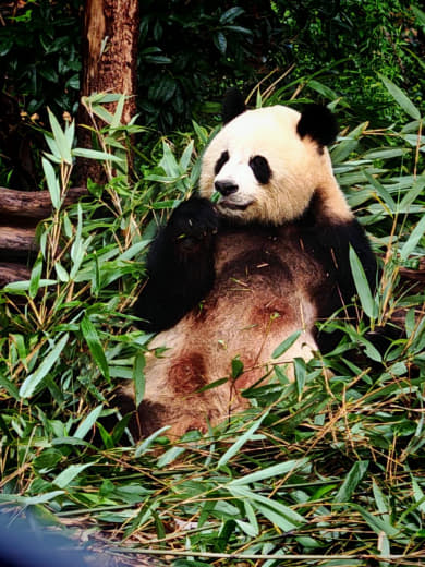 Otro panda comiendo