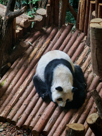 Panda descansando