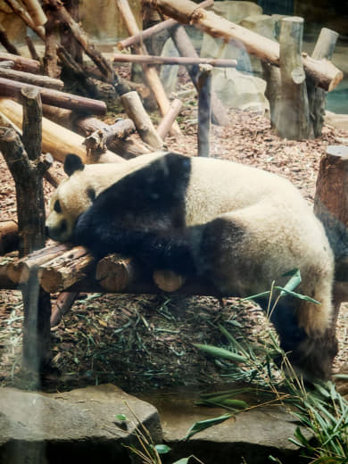 Panda en pabellón
